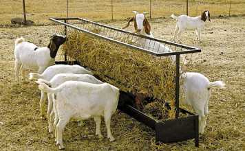 Managing the kidding process Managing the kidding process