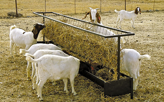 Managing the kidding process Managing the kidding process