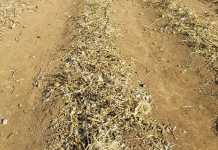 No-till vegetables: how to grow them