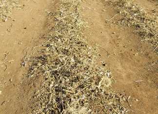 No-till vegetables: how to grow them