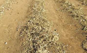 No-till vegetables: how to grow them