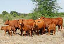 Senepol cattle: ideal breed for Africa’s extensive conditions
