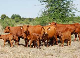 Senepol cattle: ideal breed for Africa’s extensive conditions