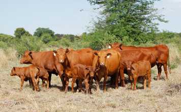 Senepol cattle: ideal breed for Africa’s extensive conditions