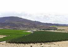 The Karsten Group: International fruit giant