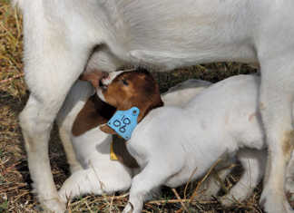 Breeding season for goats