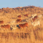 Inside Namibia’s stud-breeding industry