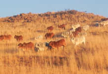 Inside Namibia’s stud-breeding industry