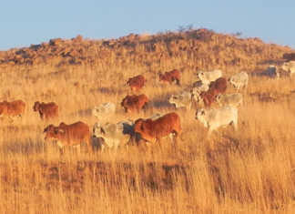 Inside Namibia’s stud-breeding industry
