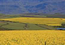 Suurbraak Grain Farmers’ Co-operative canola-field