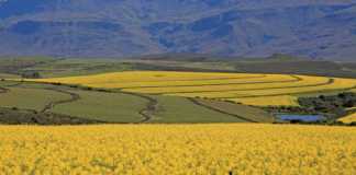 Suurbraak Grain Farmers’ Co-operative canola-field