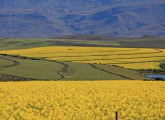 Suurbraak Grain Farmers’ Co-operative canola-field