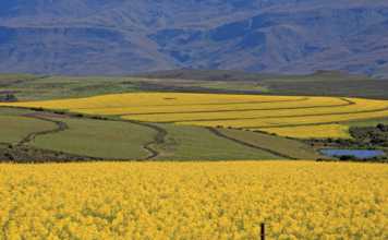 Suurbraak Grain Farmers’ Co-operative canola-field