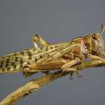 A new look at locust control