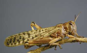 A new look at locust control