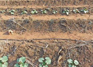 Making no-till beds