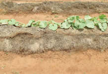 Mulch ado about no-till