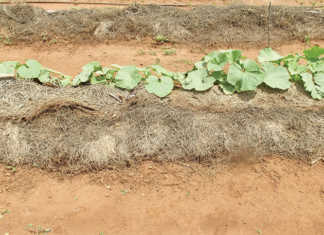 Mulch ado about no-till