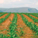 Getting started with maize