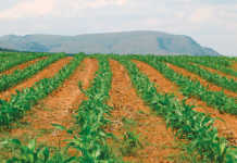 Getting started with maize