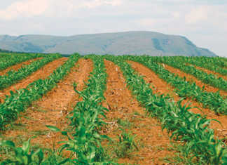 Getting started with maize
