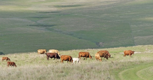 Horseshoe Tuli cattle thrive on Eastern Cape veld Horseshoe Tuli cattle thrive on Eastern Cape veld