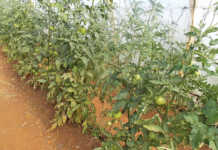 There’s more to crop rotation than meets the eye There’s more to crop rotation than meets the eye