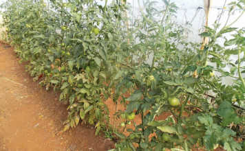 There’s more to crop rotation than meets the eye