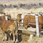 Keeping track of livestock production profitability