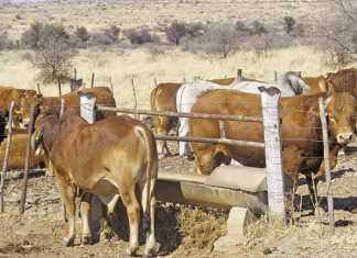 Keeping track of livestock production profitability