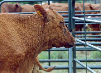 What is lumpy-skin disease
