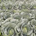 Vegetable production in a competitive market