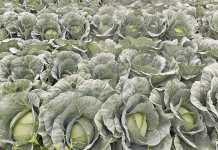 Vegetable production in a competitive market