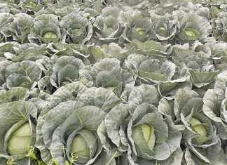 Vegetable production in a competitive market