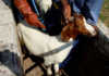 Dealing with diseases in goats