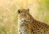 Leopard conservation in a spot of bother