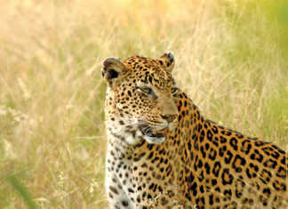 Leopard conservation in a spot of bother