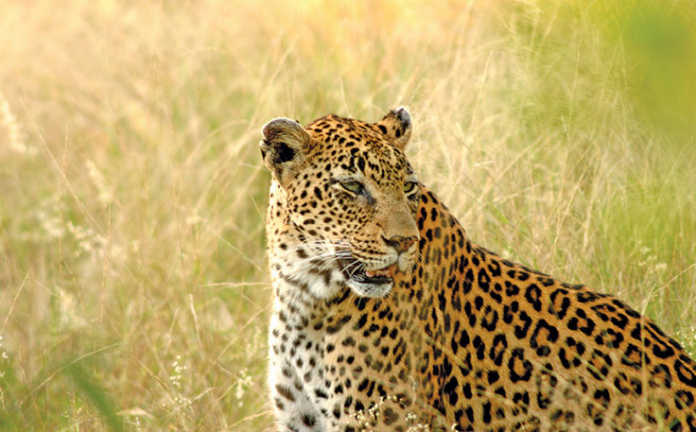 Leopard conservation in a spot of bother