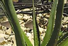 Aloe vera improves a horse's hoof growth
