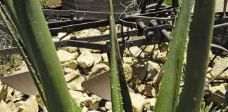 Aloe vera improves a horse's hoof growth