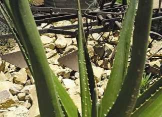Aloe vera improves a horse's hoof growth