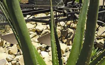 Aloe vera improves a horse's hoof growth