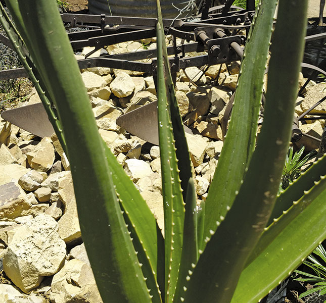 Aloe vera improves a horse’s hoof growth