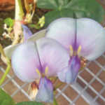 Growing cowpeas