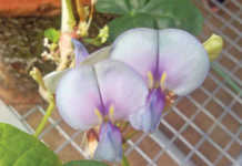 Growing cowpeas