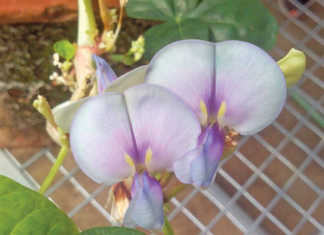 Growing cowpeas