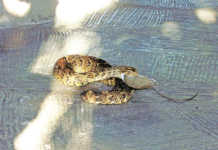 How snakes can help farmers
