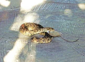 How snakes can help farmers