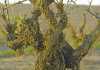 The Darling of bush vine wine