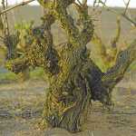The Darling of bush vine wine